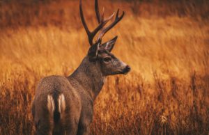 Senator Laughlin Hails Decision to Open Deer Season on Saturday deer