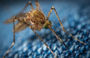 Erie County mosquitoes test positive for West Nile Virus mosquito