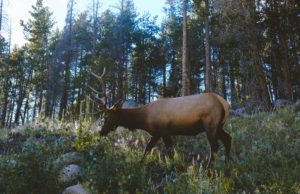 Hunters advised to take precautions against virus male deer