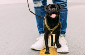 Our very first pet episode pug dog