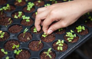 Harkins: Nearly $15,000 awarded to boost urban agriculture in Erie urban farm