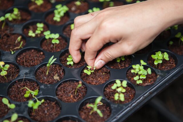 urban farm