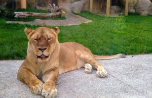 Erie Zoo remembers Queen of the Zoo Nala