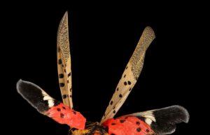 Fetterman, Casey, Vance, Bipartisan group of Senate colleagues introduce bill to stop the spread of spotted lanternfly