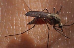 Erie County Mosquitoes Test Positive for West Nile Virus