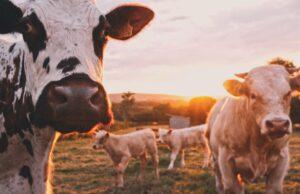 Pennsylvania Invests $8.6 Million to Ensure 35 Farms, 2,645 Acres in 18 Counties Will Remain Farms Forever cows