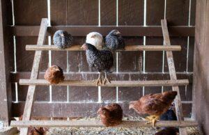 Agriculture Department Reminds Poultry Owners to be Vigilant to Protect Against Highly Pathogenic Avian Influenza backyard chickens