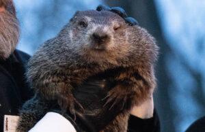 Punxsutawney Phil predicts an early spring in 2024 Punxsutawney Phil