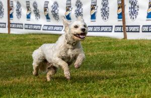 Erie Kennel Club hosts AKC Fast CAT and Millcreek Summer Sizzler returns Fast CAT