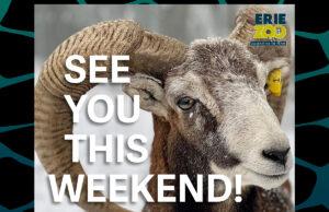 Erie Zoo to host Winter Wonderland event as part of Centennial winter hours launch