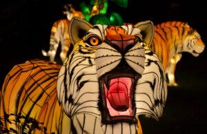 Erie Zoo to debut region’s first Glow Wild Festival Glow Wild