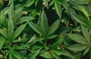 Laughlin, Street introduce bipartisan legislation to legalize adult-use cannabis in PA Marijuana