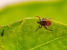 AHN Infectious Disease Experts Share Tips to Stay Safe from Ticks This Summer