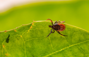 AHN Infectious Disease Experts Share Tips to Stay Safe from Ticks This Summer