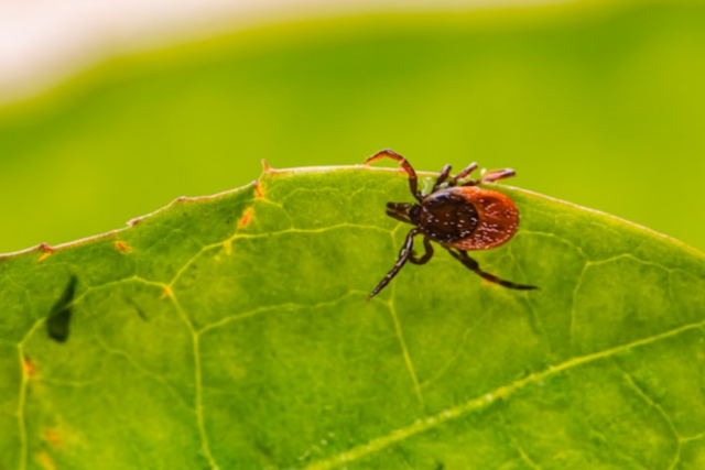 Tick