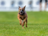 AKC Fast CAT Returns to Harborcreek Community Park This Weekend