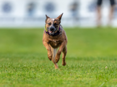 AKC Fast CAT Returns to Harborcreek Community Park This Weekend