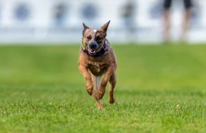 AKC Fast CAT Returns to Harborcreek Community Park This Weekend